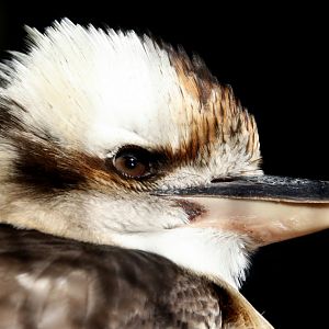 Kookaburra
