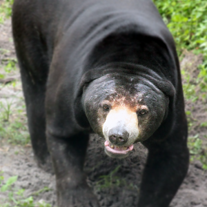 Oct. 2020 - Asian Gardens - Sun Bear