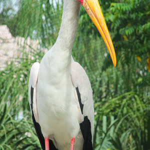 Oct. 2020 - Asian Gardens - Yellow-billed Stork