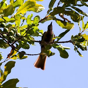 Little Friarbird (Philemon citreogularis)