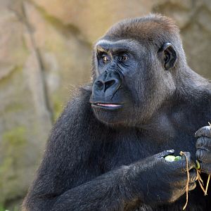 Western lowland gorilla 'Johari'