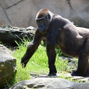 Western lowland gorilla 'Frala'