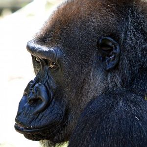 Western lowland gorilla 'Frala'