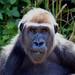 Western lowland gorilla 'Johari'