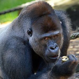 Western lowland gorilla 'Kibali'