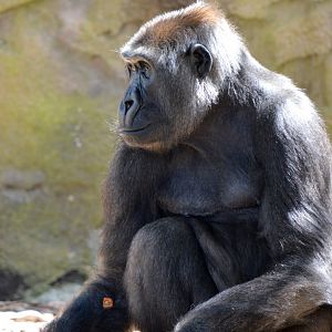 Western lowland gorilla 'Johari'