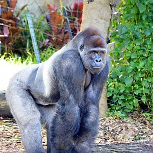 Western lowland gorilla 'Kibali'
