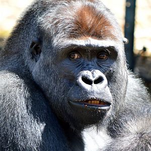 Western lowland gorilla 'Kibali'