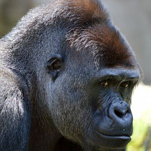Western lowland gorilla 'Kibali'