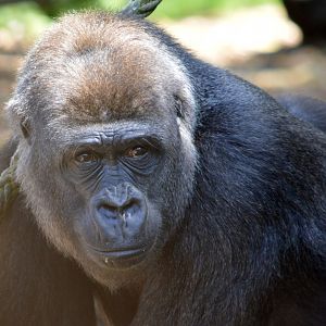 Western lowland gorilla 'Mbeli'