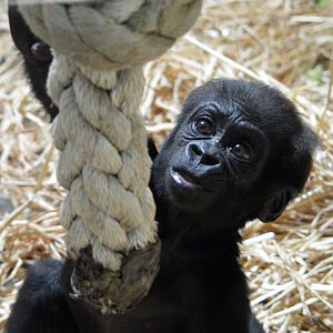 Western lowland gorilla 'Mjukuu'