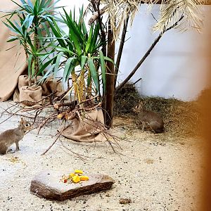 Chacoan mara - Dolichotis salinicola