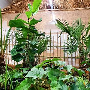 ClassRoom Hut in Crocodile Forest || South-East Asia