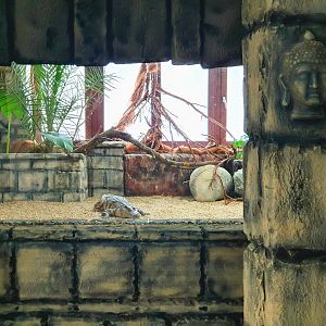 Crocodylus siamensis - Crocodile Forest || South-East Asia