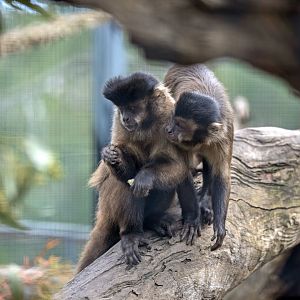 Black-capped capuchin