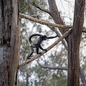 Black-handed spider monkey