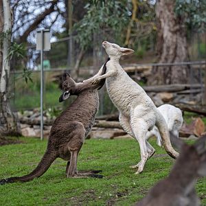 Western grey kangaroo