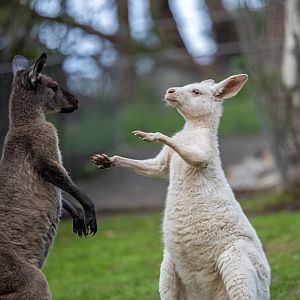Western grey kangaroo