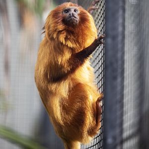 Golden lion tamarin