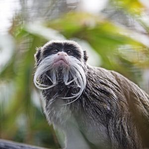 Emperor tamarin