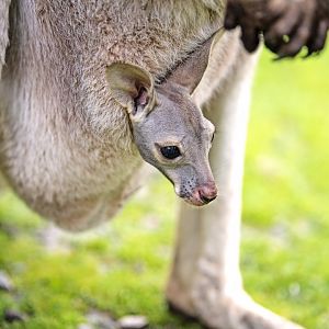 Red kangaroo joey