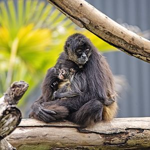 Black-handed spider monkey and infant