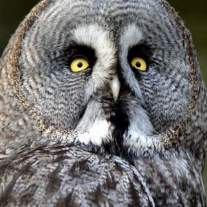 Great grey owl