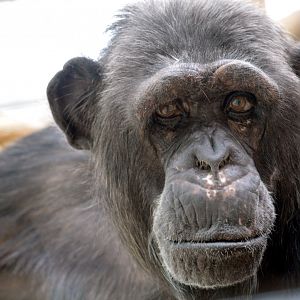 Chimpanzee 'Chita'