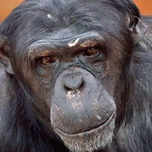 Chimpanzee 'Jamie'