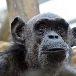 Chimpanzee 'Maaike'