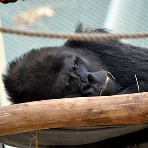 Western lowland gorilla 'Matadi'