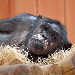 Chimpanzee 'Judi'