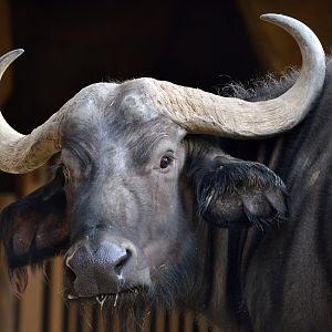 African water buffalo