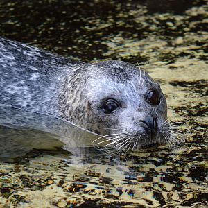 Common seal