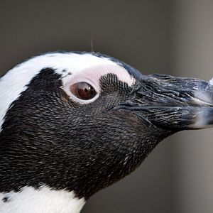 African penguin