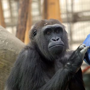 Western lowland gorilla 'Mayani'