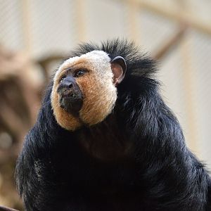 White-faced saki