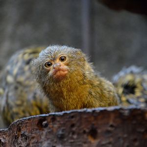 Pygmy marmoset