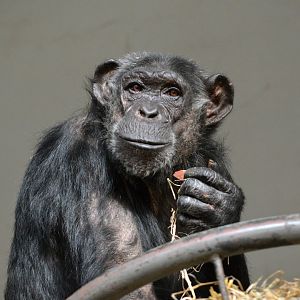 Eastern chimpanzee 'Leentje'
