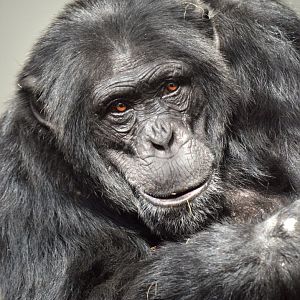Chimpanzee 'Wakili'