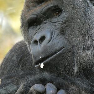 Western lowland gorilla 'Akili'