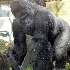 Western lowland gorilla 'Akili'