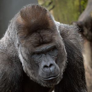 Western lowland gorilla 'Akili'