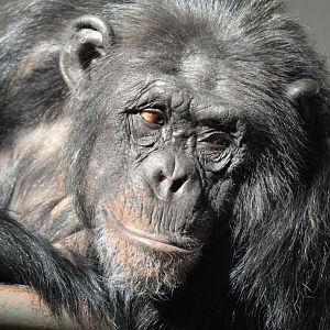 Chimpanzee 'Saphira'