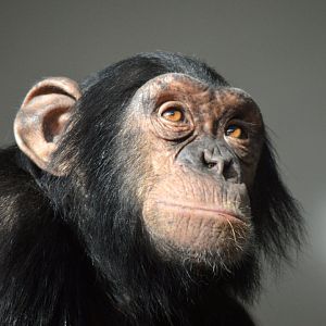 Chimpanzee 'Ajani'