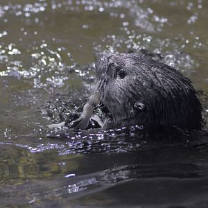 Sea otter + squid snack