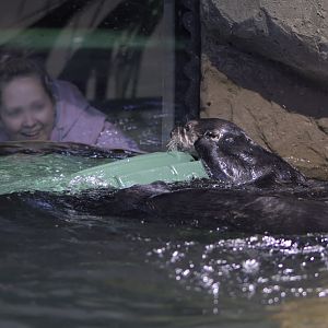 Sea otters entertaining