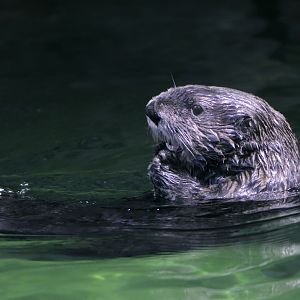 Sea otter in classic pose