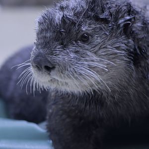 Sea otter on dry land