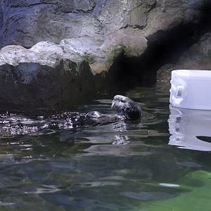 Sea otter in exhibit
